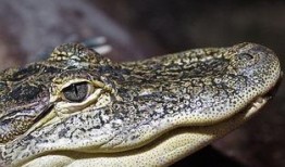 峡谷宝典最新爆料鳄鱼,鳄鱼全新力作揭秘